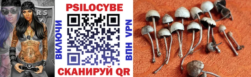 Купить  Сунжа  Псилоцибиновые грибы MAGIC MUSHROOMS 